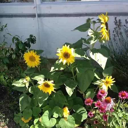 公寓 Sylvia In Eupen, Terrasse , Garten & Naehe Zum Hohen Venn